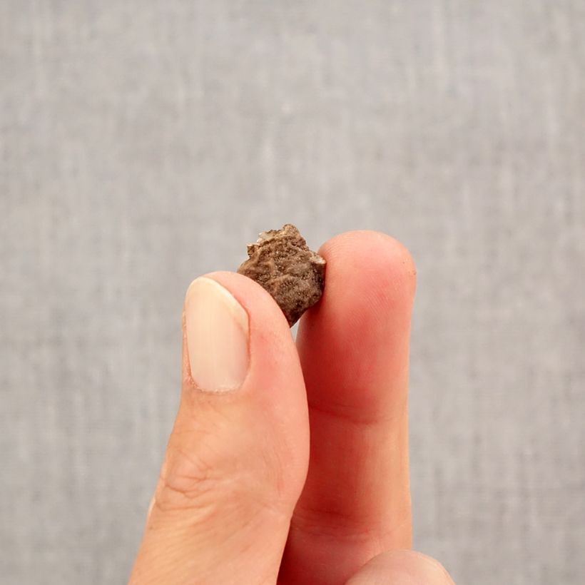 Spécimen de Anemone coronaria double Admiral - Anémone de Caen Bulbe calibre 4+ tel que livré en automne