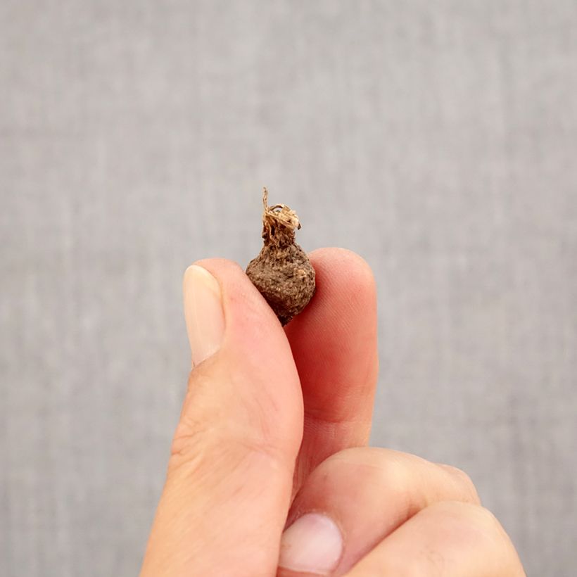 Spécimen de Anemone coronaria Lord Lieutenant - Anémone de Caen Bulbe calibre 5 tel que livré en automne