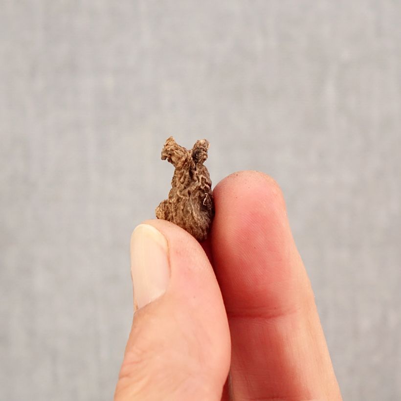 Spécimen de Anemone coronaria Sylphide - Anémone de Caen Bulbe calibre 5 tel que livré en automne