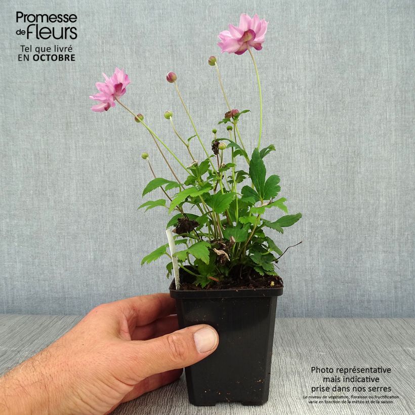 Spécimen de Anémone du Japon Fantasy Pocahontas - Anemone hupehensis var.japonica Godet de 8/9 cm tel que livré en automne