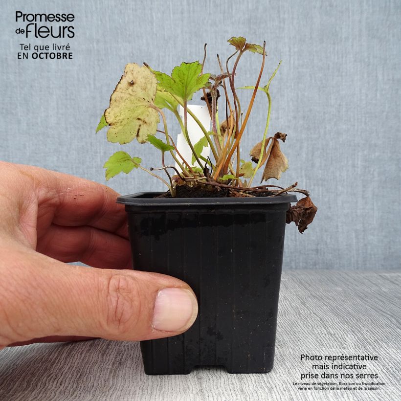 Spécimen de Anémone du Japon Pamina - Anemone hupehensis var. japonica Godet de 8/9 cm tel que livré en automne