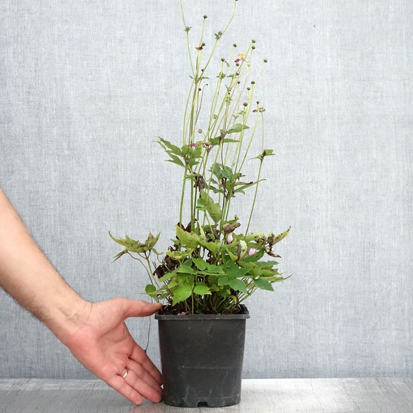 Spécimen de Anémone du Japon Pamina - Anemone hupehensis var. japonica Pot de 1L/1,5L tel que livré en automne
