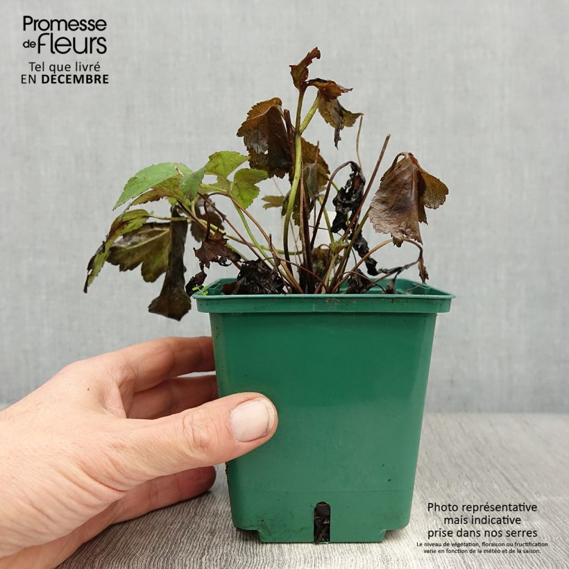 Spécimen de Anémone du Japon Pamina - Anemone hupehensis var. japonica Pot de 1L/1,5L tel que livré en hiver