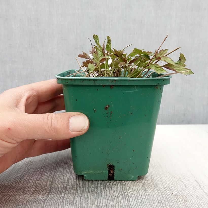 Spécimen de Anémone du Japon Pamina - Anemone hupehensis var. japonica Pot de 1L/1,5L tel que livré au printemps