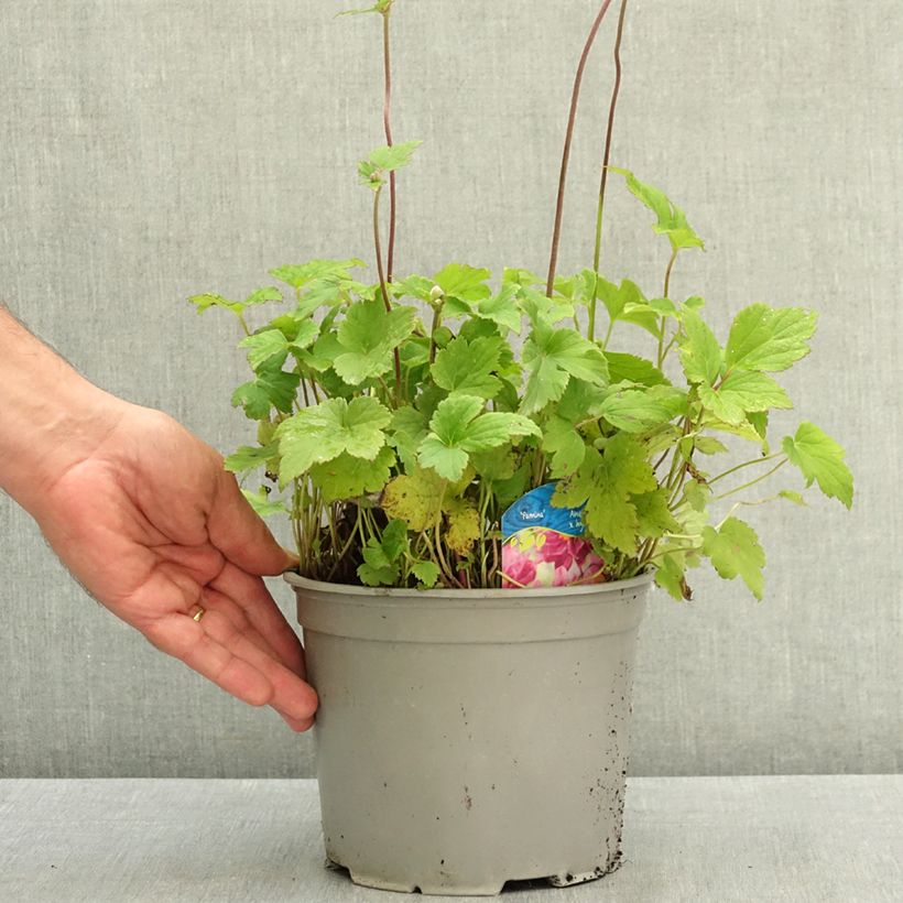 Spécimen de Anémone du Japon Pamina - Anemone hupehensis var. japonica Pot de 3L/4L tel que livré en été