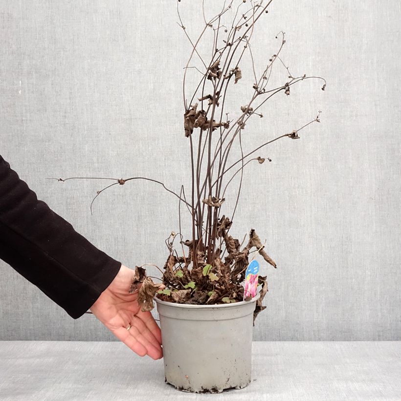 Spécimen de Anémone du Japon Pamina - Anemone hupehensis var. japonica Pot de 3L/4L tel que livré en hiver