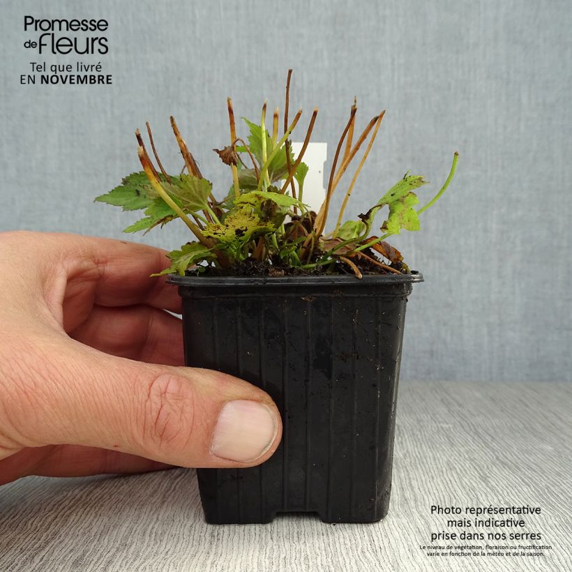 Spécimen de Anémone du Japon Prinz Heinrich - Anemone hupehensis Godet de 8/9 cm tel que livré en automne