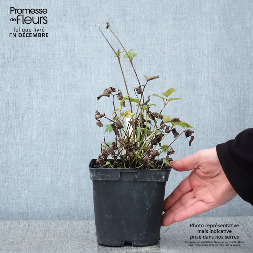 Spécimen de Anémone du Japon Prinz Heinrich - Anemone hupehensis Pot de 2L/3L tel que livré en automne