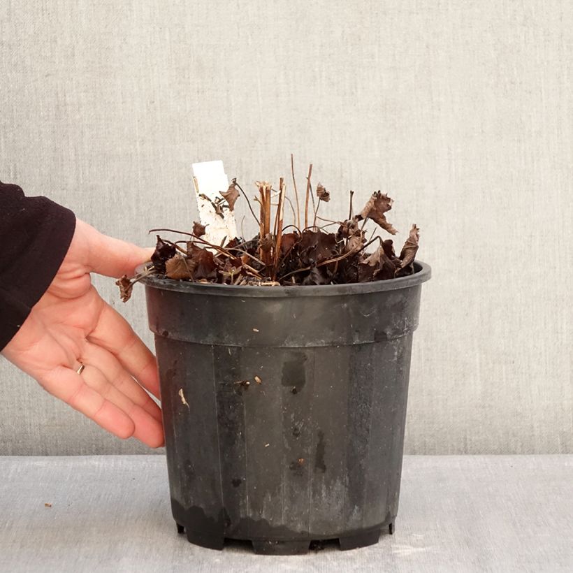 Spécimen de Anemone hupehensis Praecox Pot de 2L/3L tel que livré en hiver