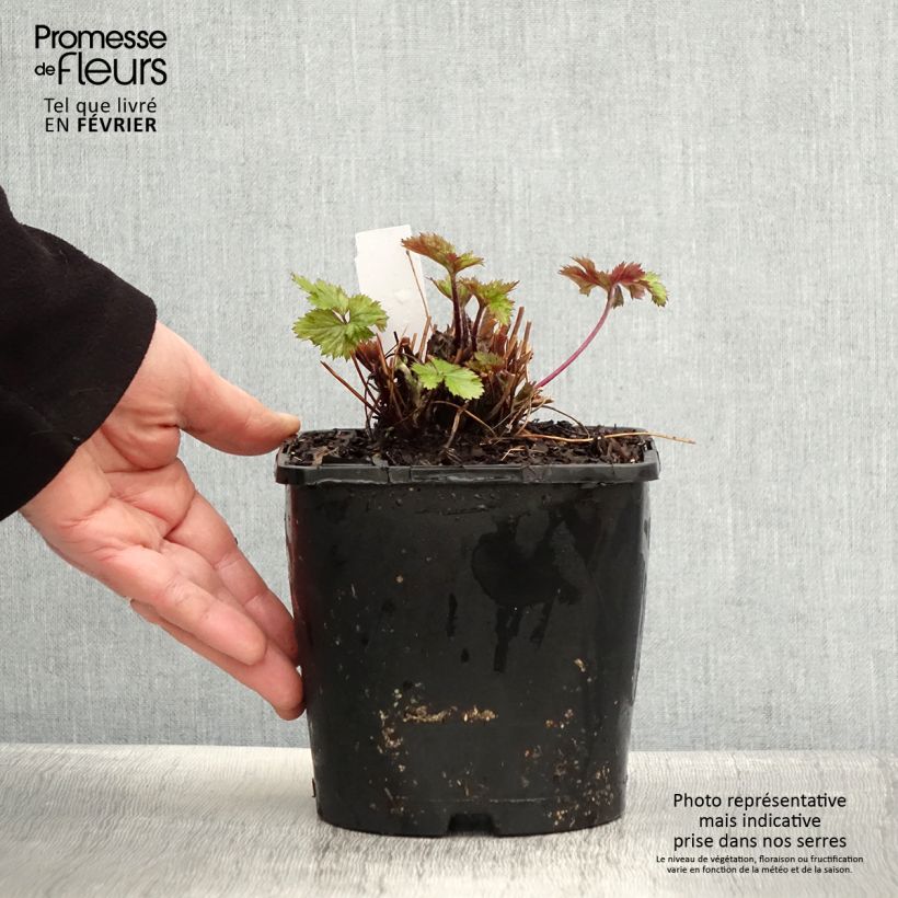 Anemone Elfin Swan - Japanese Anemone 2L/3L pot sample as delivered in winter