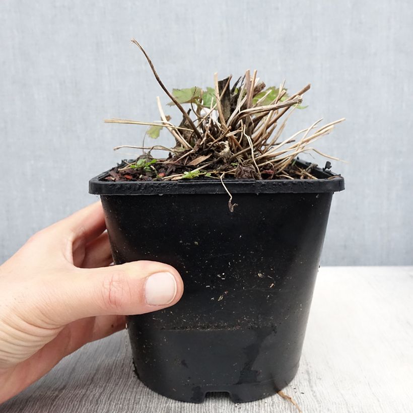 Spécimen de Anemone hybride Elfin Swan - Anémone japonaise. Pot de 2L/3L tel que livré au printemps