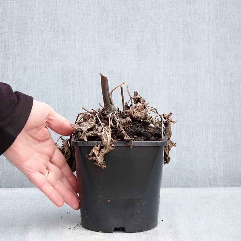 Spécimen de Anemone hybride Royal Blush Pot de 1,5L/2L tel que livré en hiver