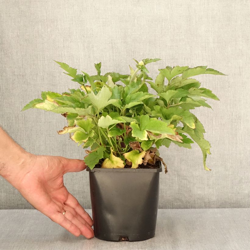 Spécimen de Anemone hybride Royal Pink Pot de 1,5L/2L tel que livré en été