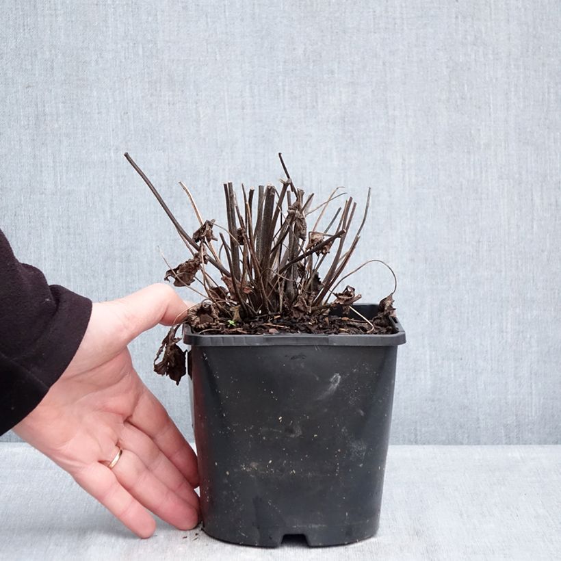 Spécimen de Anemone hybride Royal Pink Pot de 1,5L/2L tel que livré en hiver