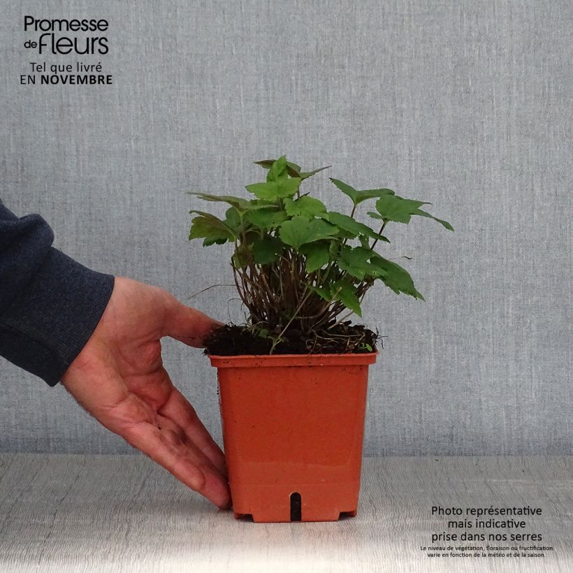 Spécimen de Anémone hybride Snow Angels Pot de 1L/1,5L tel que livré en automne