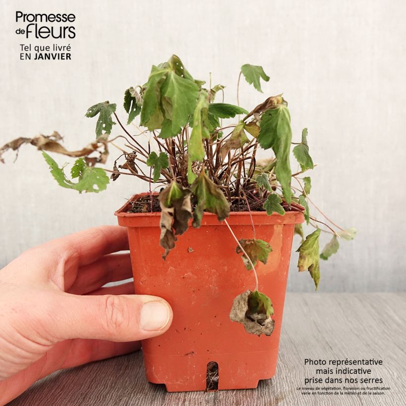 Spécimen de Anémone hybride Snow Angels Pot de 1L/1,5L tel que livré en hiver