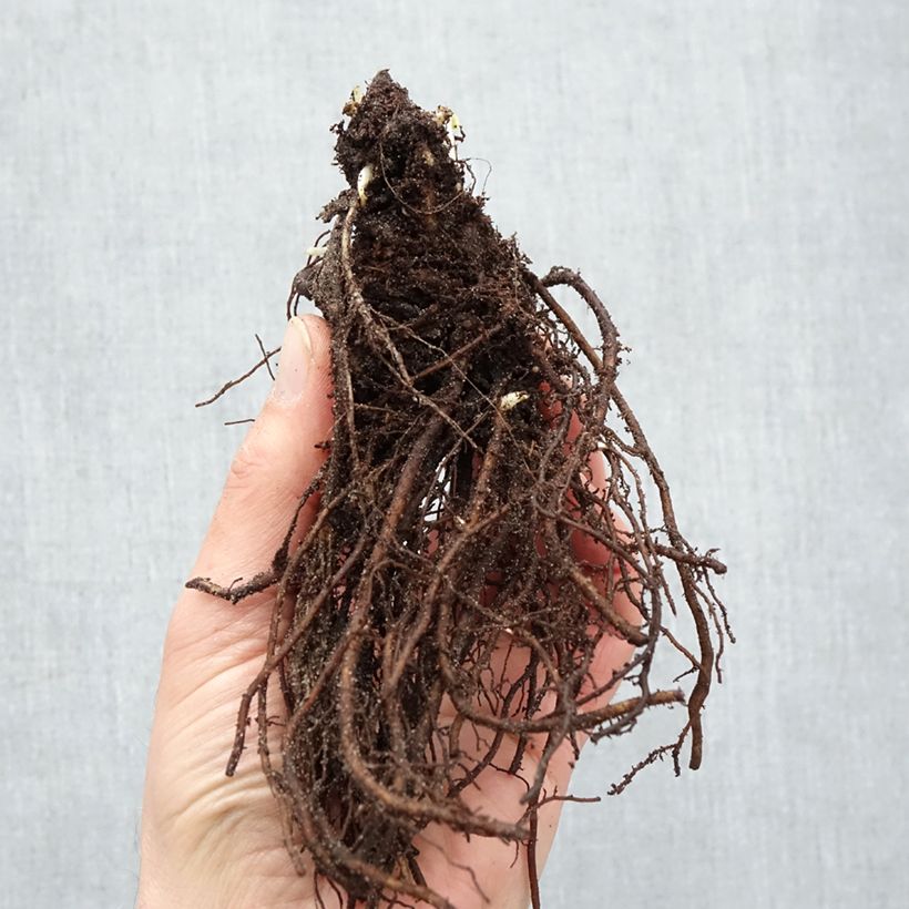 Spécimen de Anémone japonaise Andrea Atkinson - Anemone (x) hybrida Racines nues, Qualité Extra équivalant à un pot de 2L tel que livré en hiver