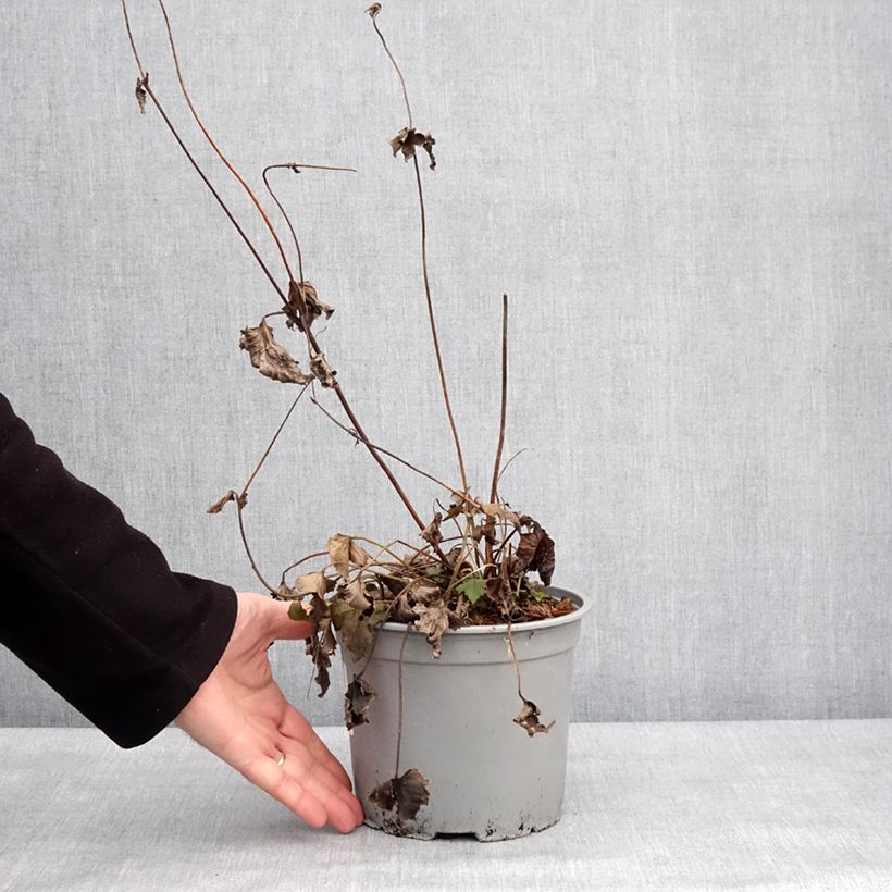 Spécimen de Anémone japonaise Mont Rose Pot de 3L/4L tel que livré en hiver