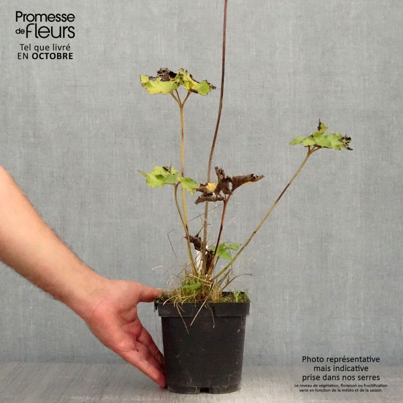 Spécimen de Anémone japonaise Reine Charlotte Pot de 2L/3L tel que livré en automne