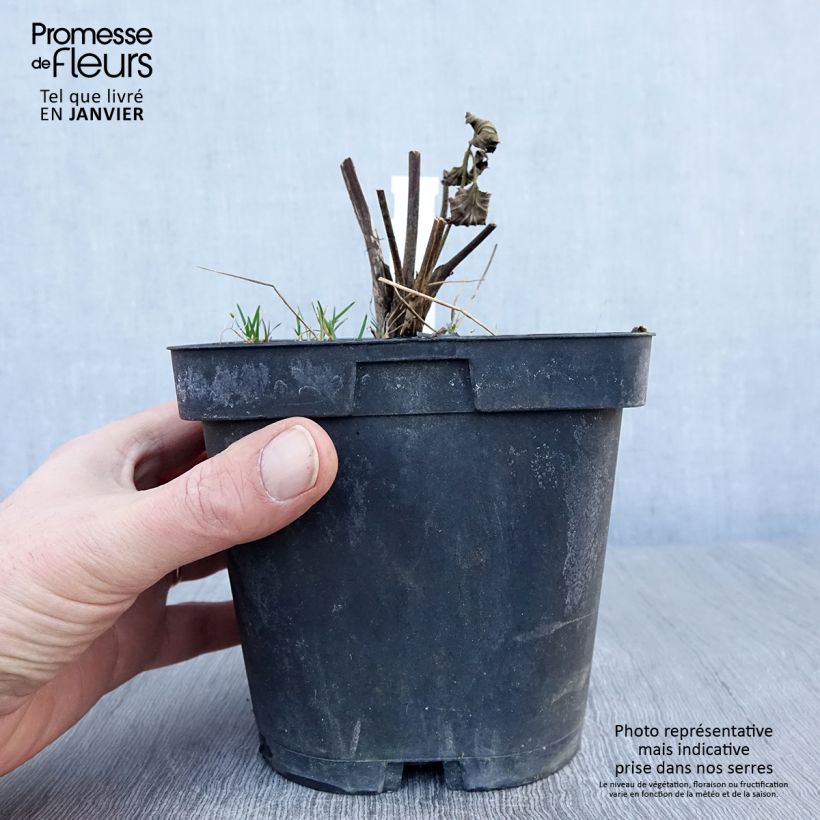 Spécimen de Anémone japonaise Reine Charlotte Pot de 2L/3L tel que livré en hiver