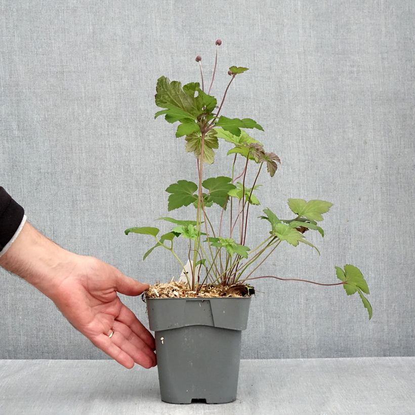 Spécimen de Anémone japonaise tomentosa Serenade Pot de 2L/3L tel que livré en automne
