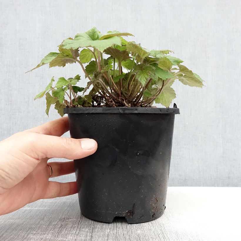 Spécimen de Anémone japonaise tomentosa Serenade Pot de 2L/3L tel que livré au printemps