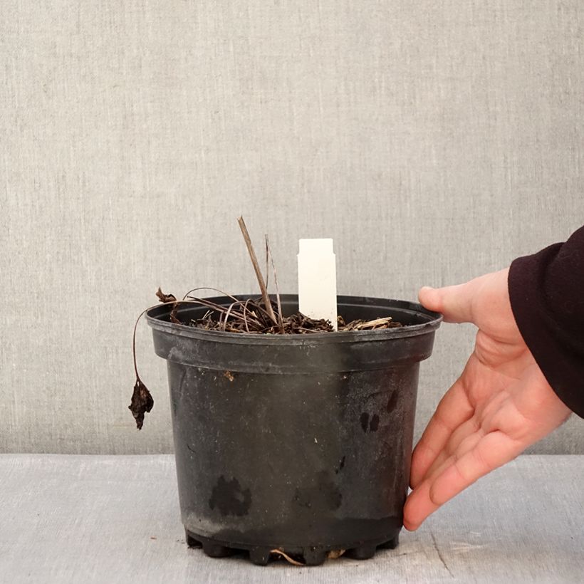 Spécimen de Anemone leveillei Pot de 2L/3L tel que livré en hiver