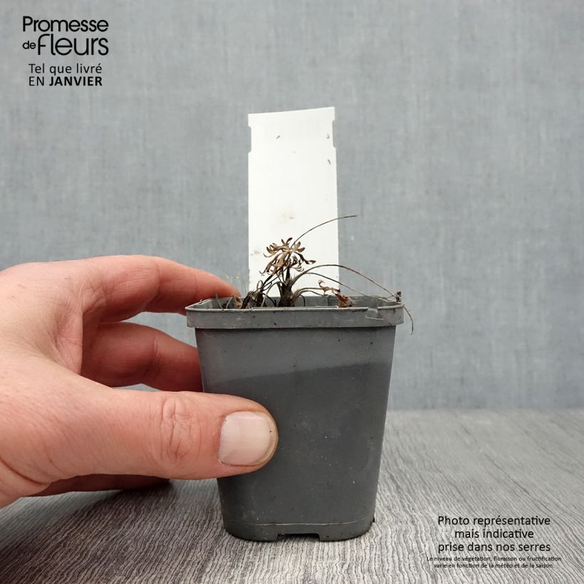 Spécimen de Anemone multifida Rubra - Anémone multifide Godet de 8/9 cm tel que livré en hiver