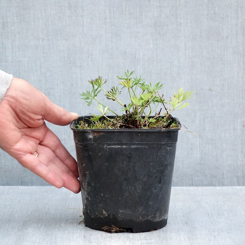 Spécimen de Anemone multifida Rubra - Anémone multifide Pot de 2L/3L tel que livré en automne