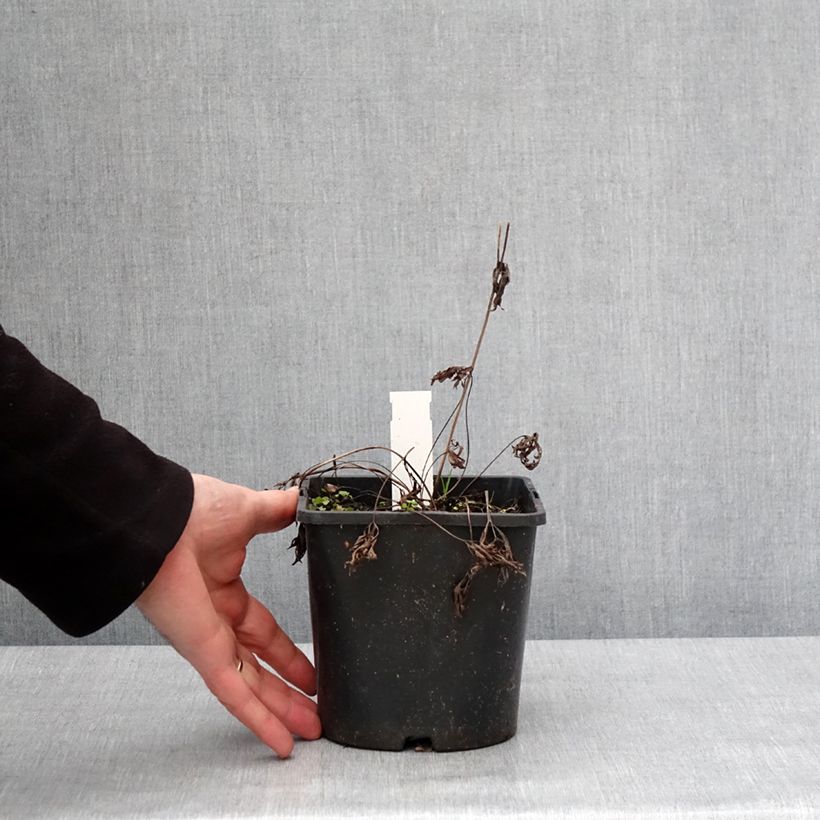 Spécimen de Anemone multifida Rubra - Anémone multifide Pot de 2L/3L tel que livré en hiver