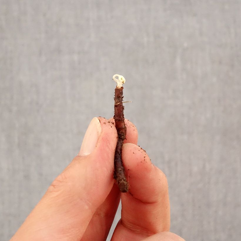 Spécimen de Anemone nemorosa Blue Eyes - Anémone des bois Bulbe calibre I tel que livré en automne