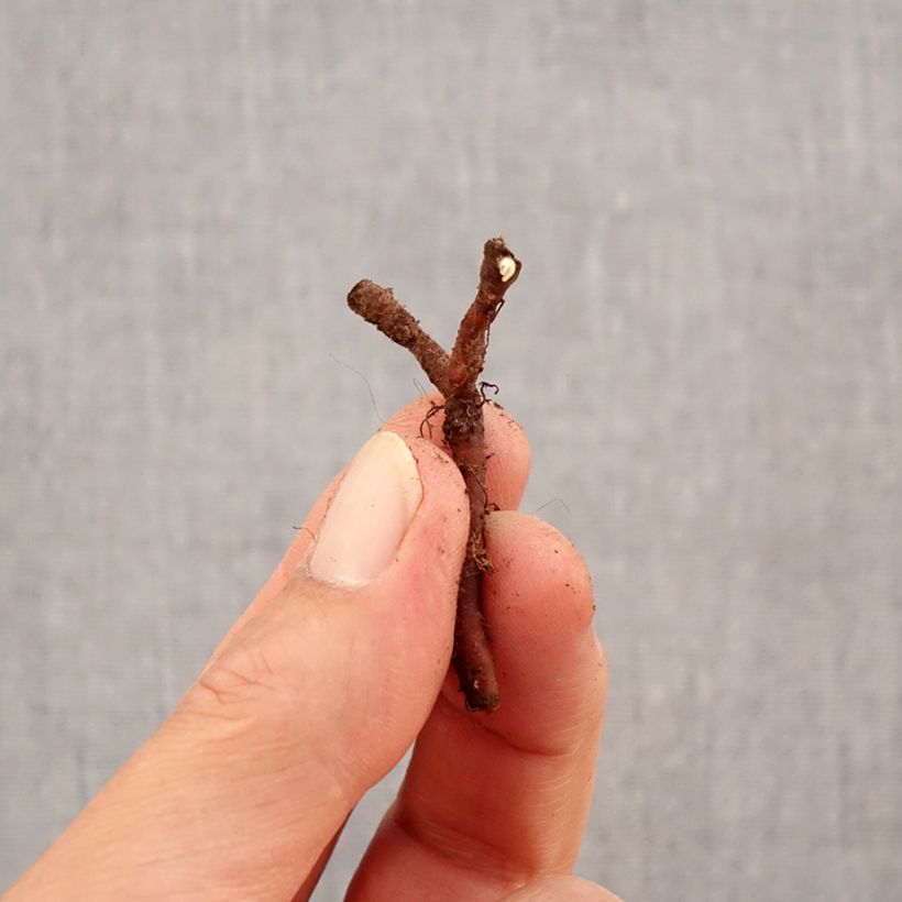 Spécimen de Anemone nemorosa Lucia - Anémone des bois Bulbe calibre I tel que livré en automne