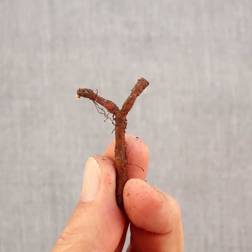 Spécimen de Anemone nemorosa Robinsoniana - Anémone des bois Bulbe calibre I tel que livré en automne