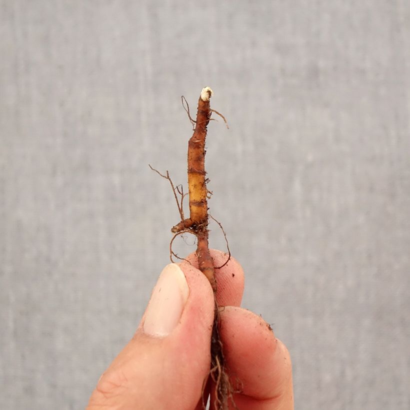 Spécimen de Anemone ranunculoides - Anémone fausse renoncule Bulbe calibre I tel que livré en automne