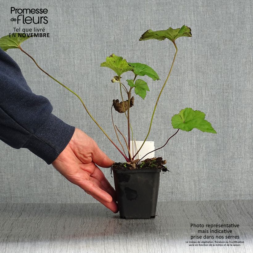 Spécimen de Anemone tomentosa Albadura Godet de 8/9 cm tel que livré en automne