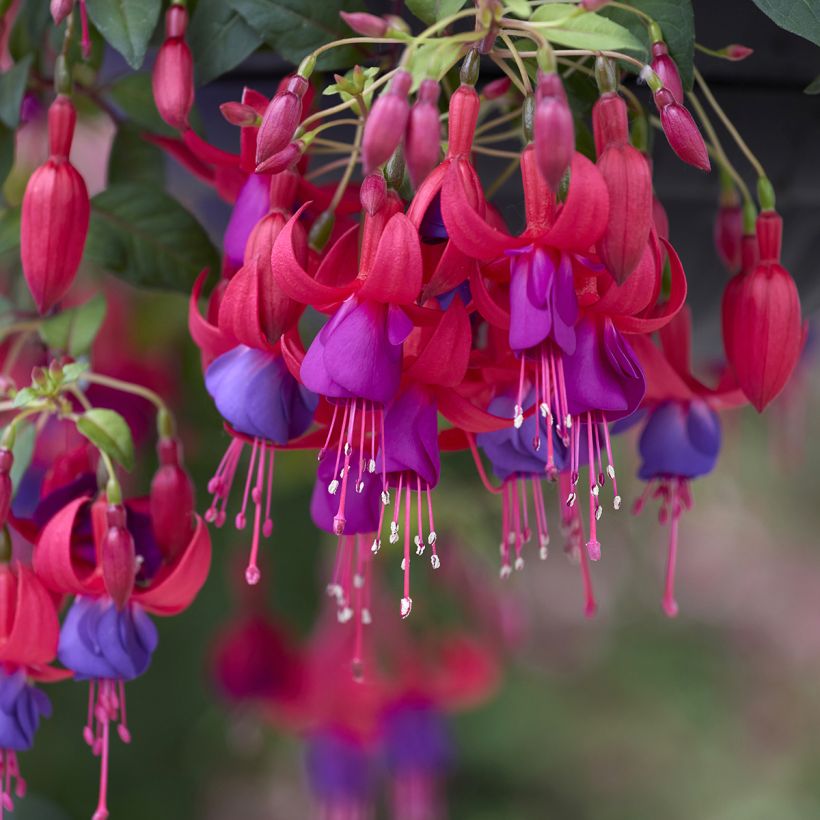 Fuchsia Angela (Floraison)