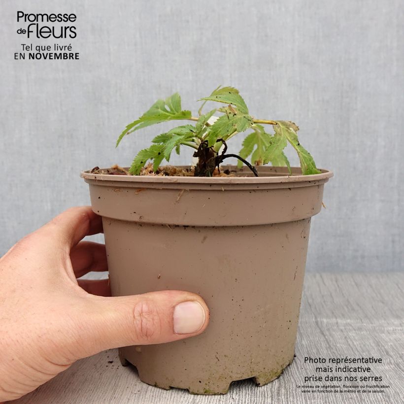 Spécimen de Angelica gigas - Angélique rouge Pot de 2L/3L tel que livré en automne