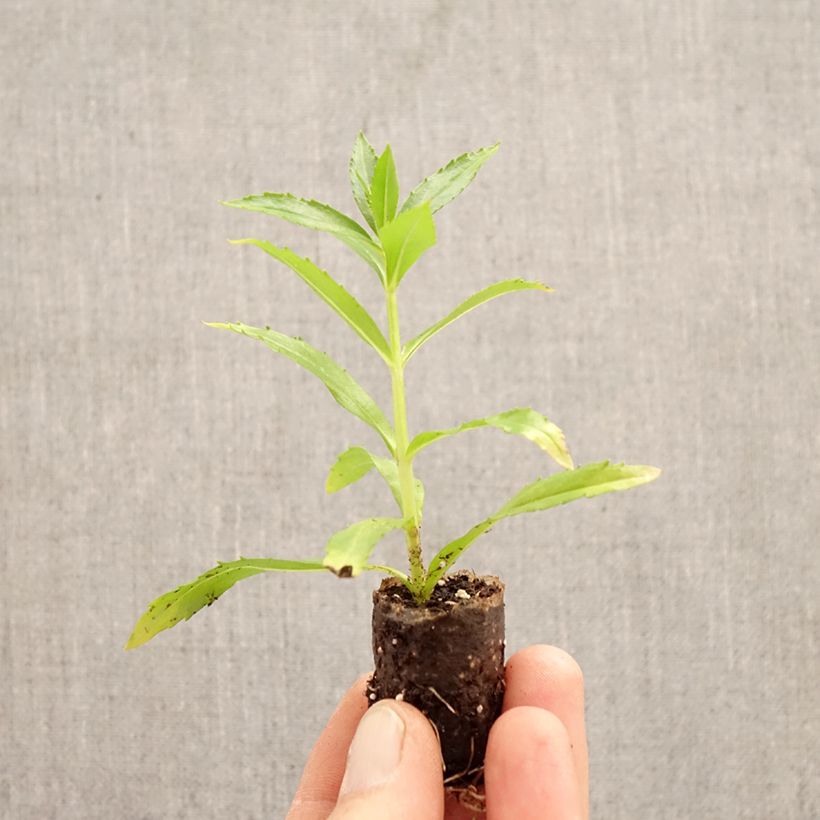 Spécimen de Angelonia Angelface Wedgewood Pink 2026 Mini-motte Ø 3/4 cm tel que livré au printemps