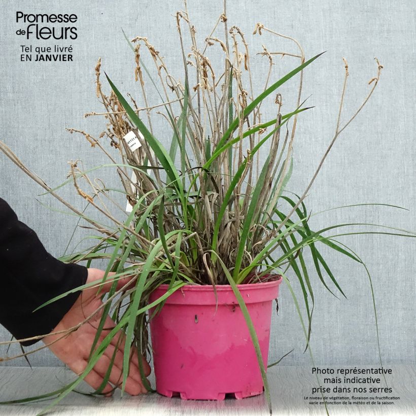 Spécimen de Anigozanthos Bush Pearl Pot de 2L/3L tel que livré en hiver