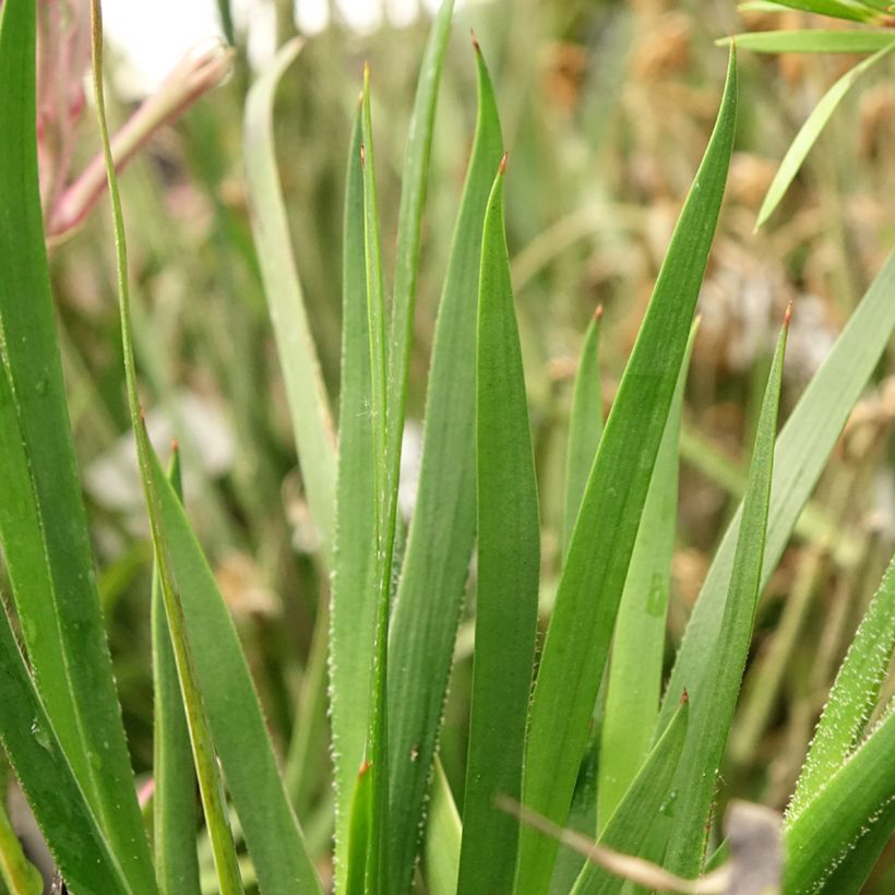 Anigozanthos Bush Pearl (Feuillage)