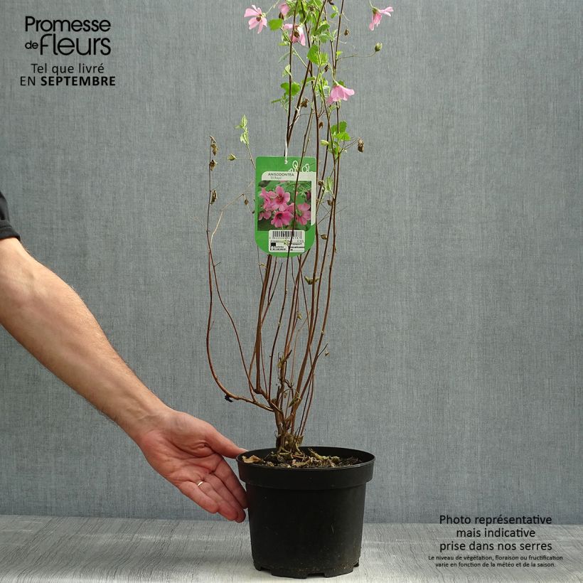Spécimen de Anisodontea capensis El Rayo - Mauve arbustive du Cap Pot de 1,5L/2L tel que livré en automne