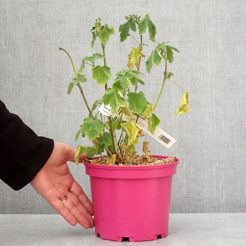 Spécimen de Anisodontea capensis El Rayo - Mauve arbustive du Cap Pot de 4L/5L tel que livré en hiver