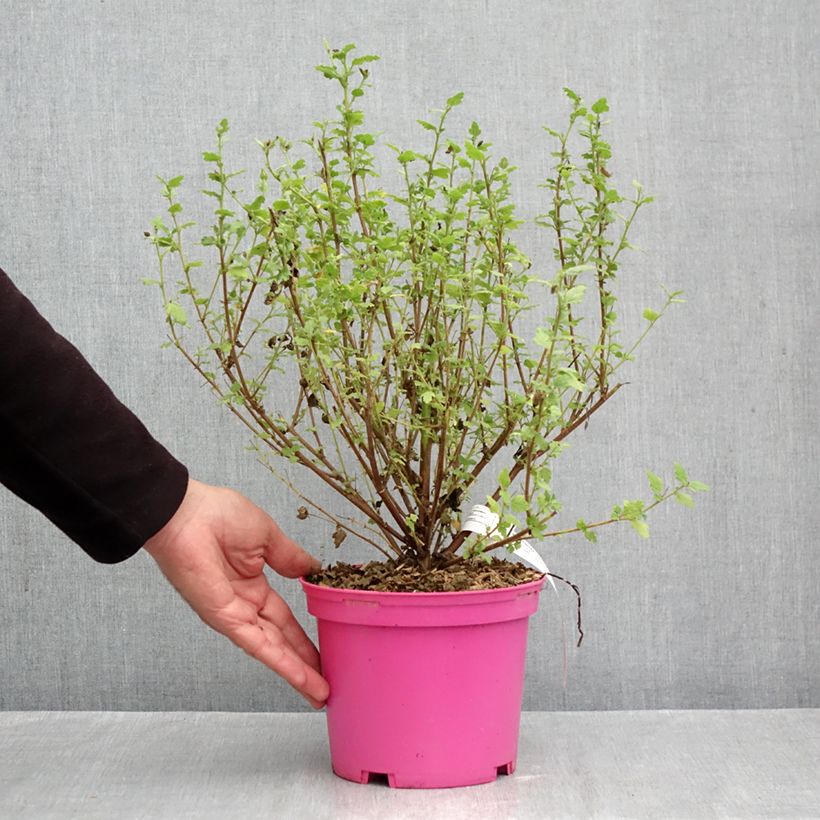 Spécimen de Anisodontea Lady in Pink Pot de 3L/4L tel que livré en automne