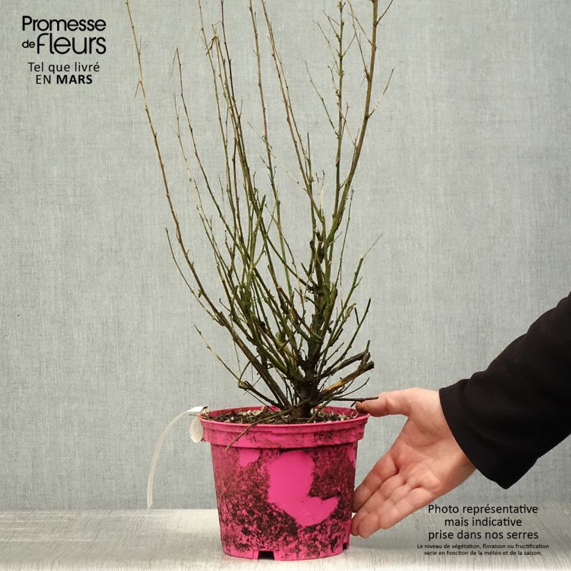 Spécimen de Anisodontea Lady in Pink Pot de 3L/4L tel que livré au printemps