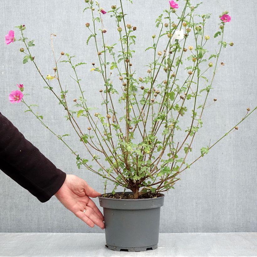 Spécimen de Anisodontea scabrosa Large Red - Mauve du Cap Pot de 3L/4L tel que livré en automne