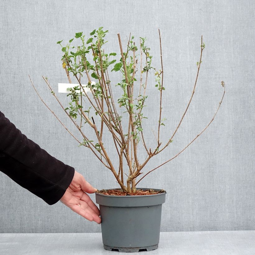 Spécimen de Anisodontea scabrosa Large Red - Mauve du Cap Pot de 3L/4L tel que livré au printemps