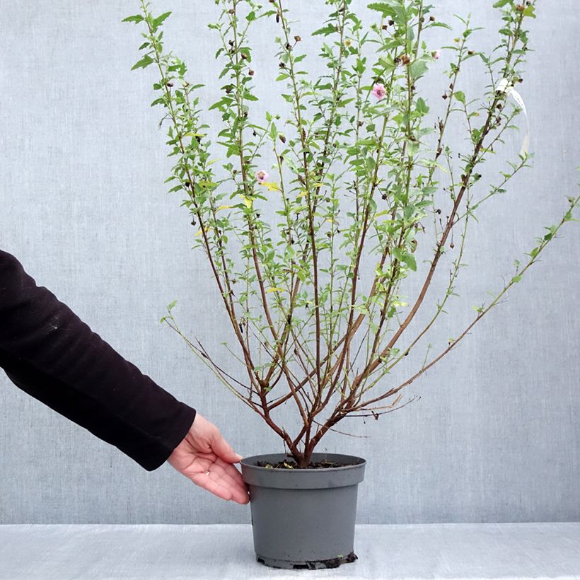 Spécimen de Anisodontea scabrosa Miss Pinky - Mauve du Cap Pot de 3L/4L tel que livré en automne