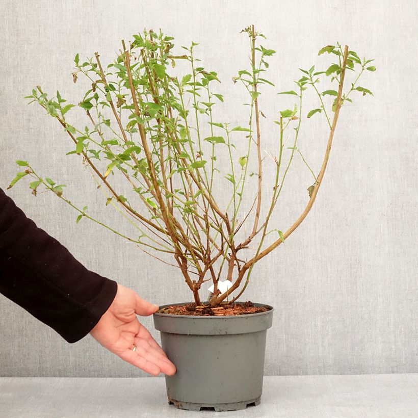 Spécimen de Anisodontea scabrosa Miss Pinky - Mauve du Cap Pot de 3L/4L tel que livré en hiver