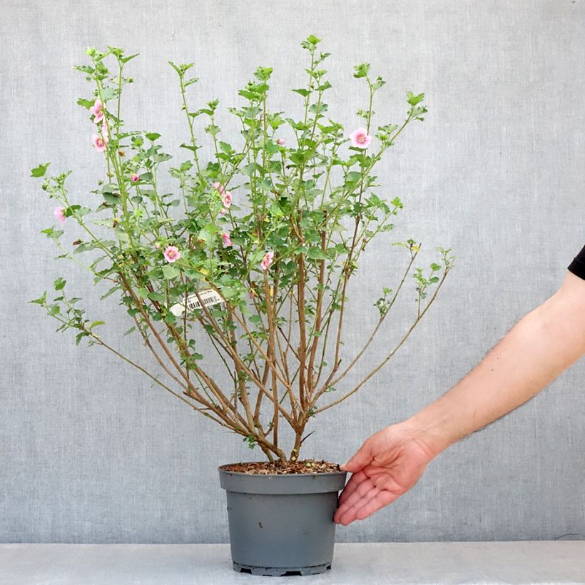 Spécimen de Anisodontea scabrosa Miss Pinky - Mauve du Cap Pot de 3L/4L tel que livré au printemps