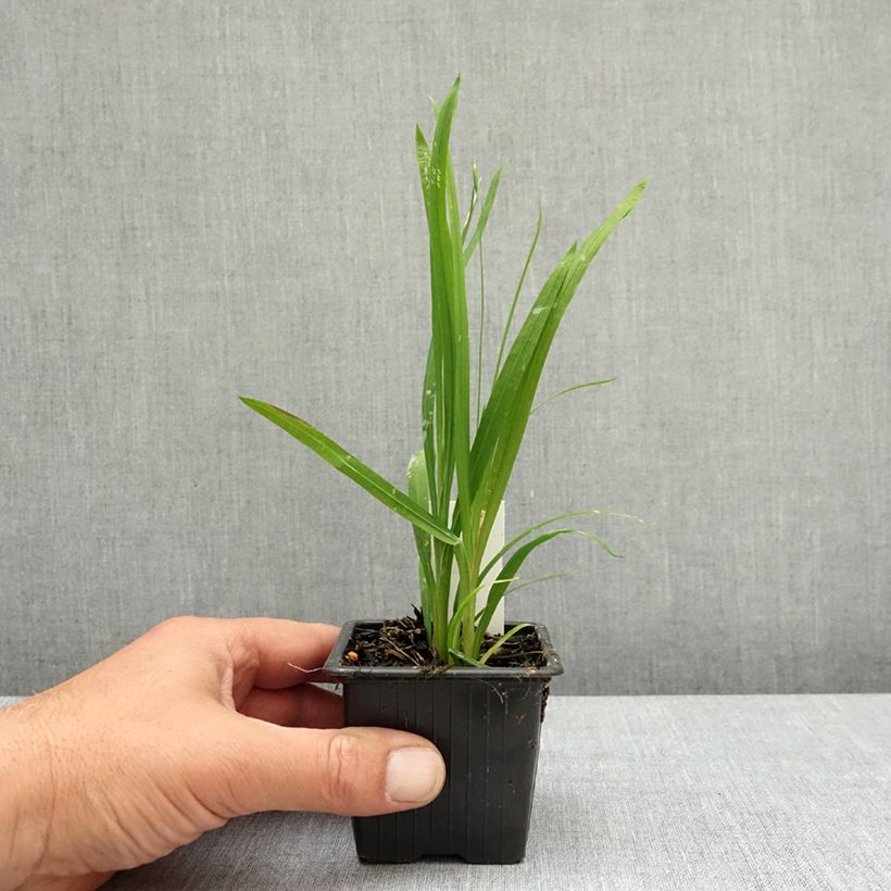 Spécimen de Anomatheca laxa - Freesia ou Lapeirousia Godet de 8/9 cm calibre I tel que livré au printemps